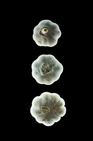 Softly lighted food silhouettes of garlic bulbs on isolated black backgroundの写真素材