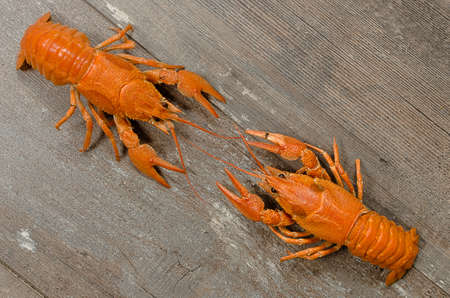 Two red crayfishes wrestling on old dark wooden tableの写真素材