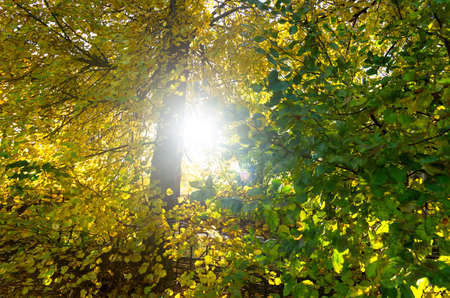 Nature background photo sheet at sunset taken close up in warm colours using macro bokeh. Close up...