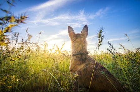 Small chihuahua dog enjoying golden sunset in grass. It stands back to camera on colorful field and looks to horizon. Blue sky and white clouds around. Picture is shot from down position.の写真素材