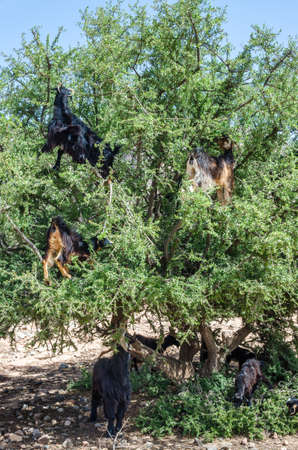 Moroccan goats climbed up on tree eat argan tree nuts in Moroccoの写真素材