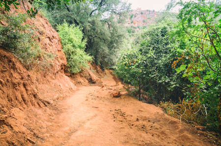Dirt sandy road stretching through Moroccan forestの写真素材