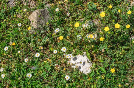 Field of camomile (Matricaria chamomilla) flowers. Flower texture.Top viewの写真素材