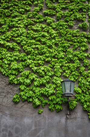 Natural ivy growth by green wall of leaves. Classical lantern stay alone near wall.の写真素材