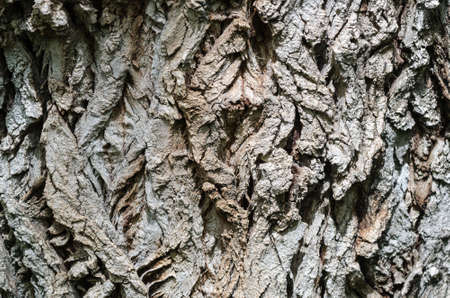 Brown cracked tree bark background.の写真素材