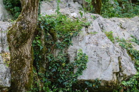 Beautiful tree in rocks. Beautiful closup on wild nature.の写真素材