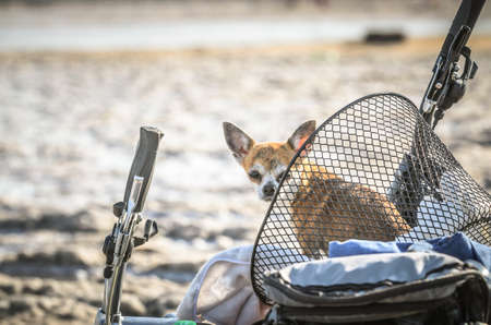 Chihuahua dog sits in bicycle cart enjoying sunny day.の写真素材
