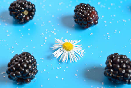 blackberries on a blue background and a flowerの写真素材