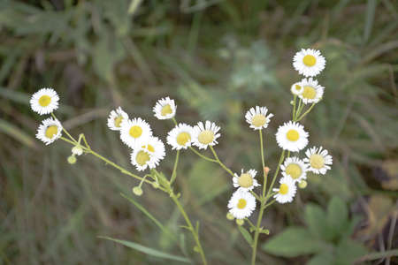 wild flowers in the field summer dayの写真素材