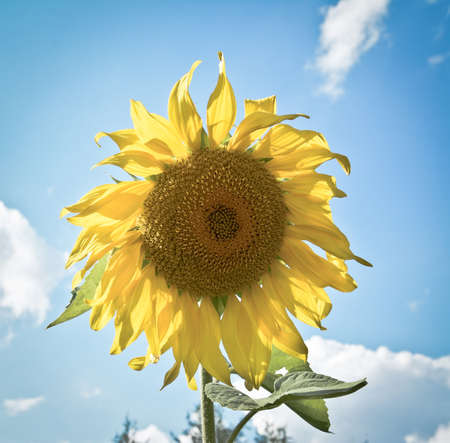sunflowers and blue sky a summer dayの写真素材