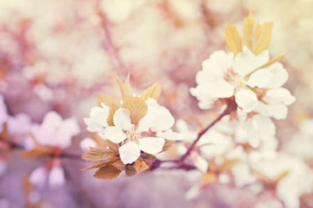 apple flowers trees soft toned light vintage style. nature background.の写真素材