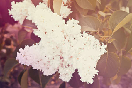 white lilacの写真素材