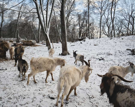 goats and sheep in the pasture in the winter eveningの写真素材