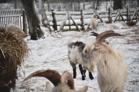 goats and sheep in the pastureの写真素材