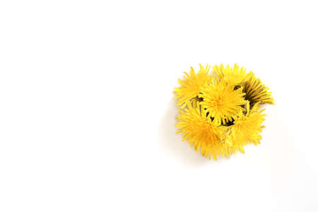Dandelion isolated on the white background, copyspaceの写真素材