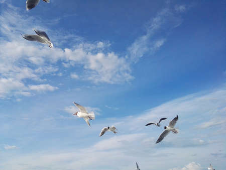 Seagulls flying against a blue skyの写真素材