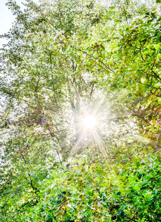 sunlight through green treesの写真素材