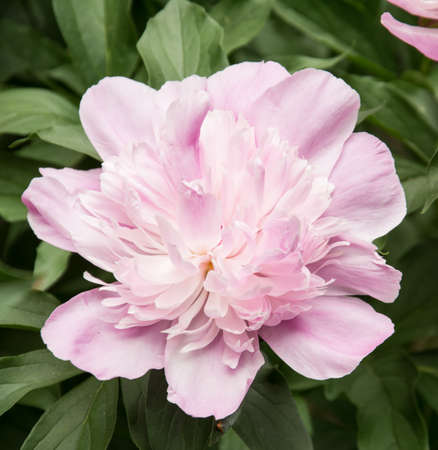 Red peonies in the garden. Red peony macro photo.の写真素材