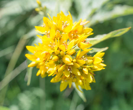 wild yellow flowerの写真素材