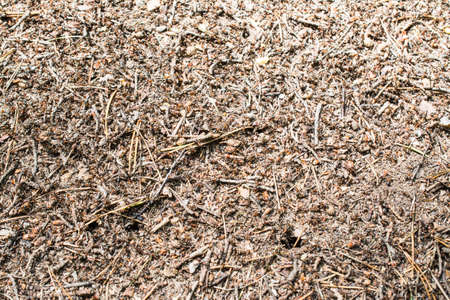 Texture of a forest anthill.