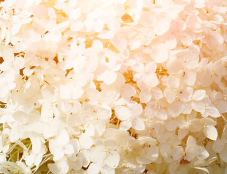 White flower background