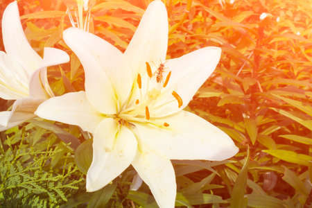 White Lily background close up with solar effectの写真素材
