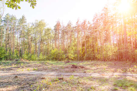industrial deforestation landscape with sun effectの写真素材