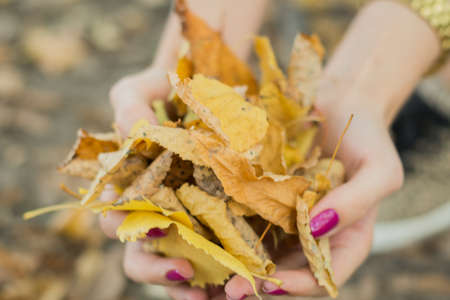 autumn yellow leaves and female hands, autumn abastract