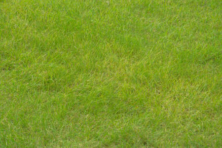 Green grass background ore texture