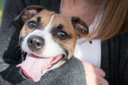 Jack Russell Terrier muzzle