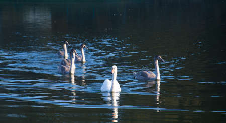 Birds wild life: white swan in the pondの写真素材