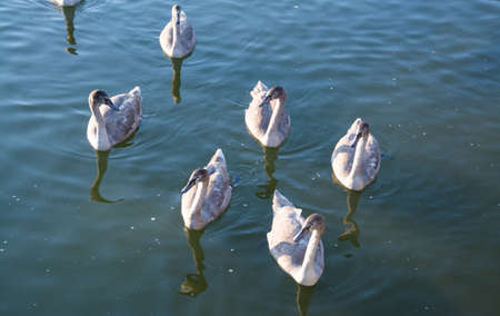 Wildlife: white swans swimming in the pond, top viewの写真素材