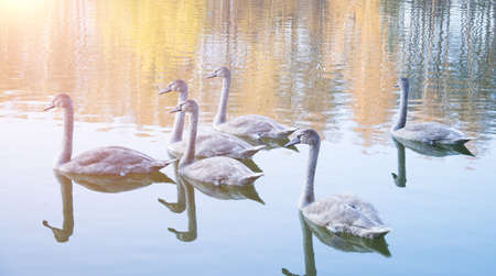 Gray swans swimming in the pond, autumn timeの写真素材