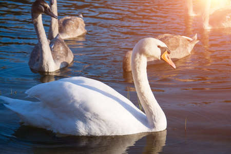 White swan close up in the pond