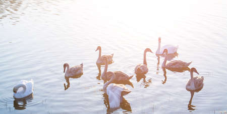 Belarus wildlife: swan family in the pondの写真素材