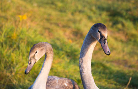 two swan head close up, Belarus wildlifeの写真素材