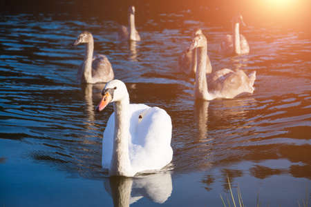 White swan in the pond, wild life birdsの写真素材