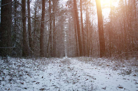 snowy country road in the forest