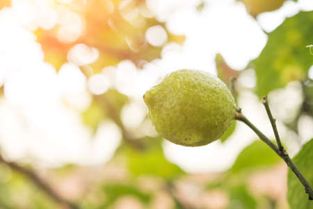Green lemon branch background, fresh juice concept