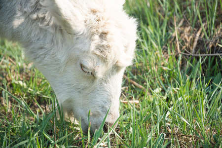 White goat on lawn
