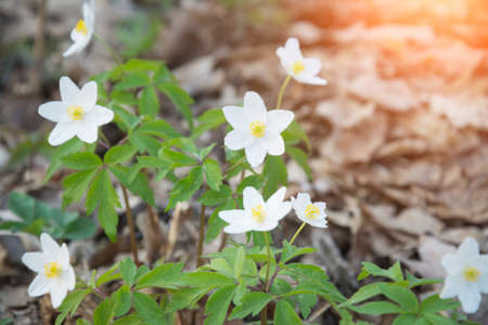 White forest flower on a backgroundの写真素材