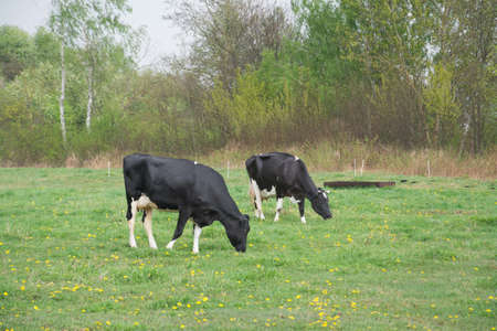 two cow in a meadow
