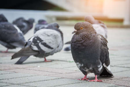 City bird dove stands on the sidewalkの写真素材