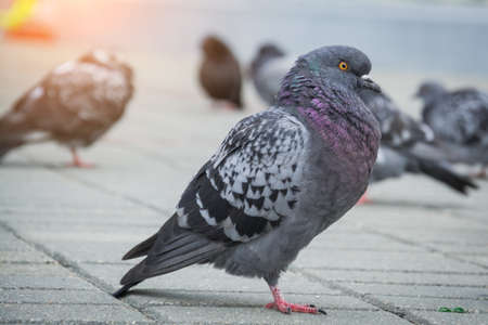 Pigeon Dove in the city streets Urban Birdsの写真素材
