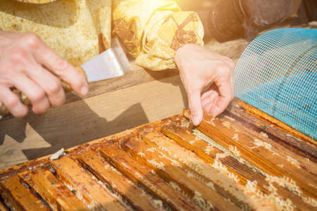 Female hands of man shows a wooden frame with honeycombs on the backgroundの写真素材