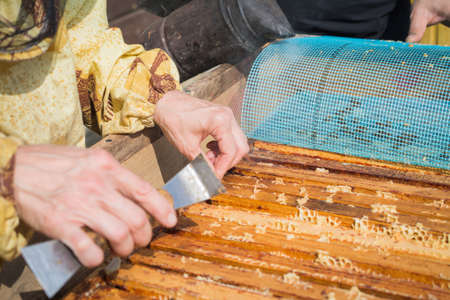 Female hands of man shows a wooden frame with honeycombs on the backgroundの写真素材