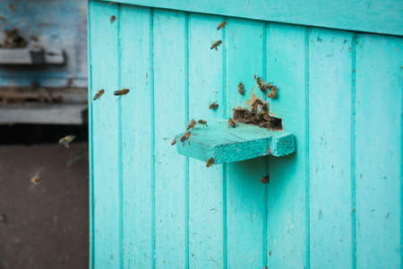 Beekeeping, beekeeper at work, bees in flight
