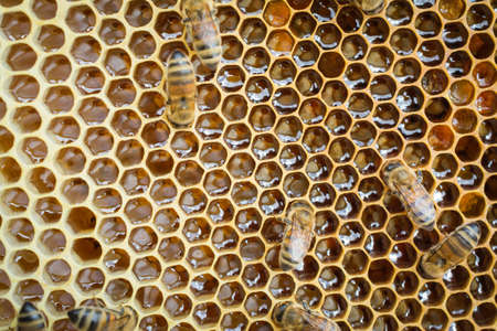 Close up view of the working bees on honeycomb, teamwork concept