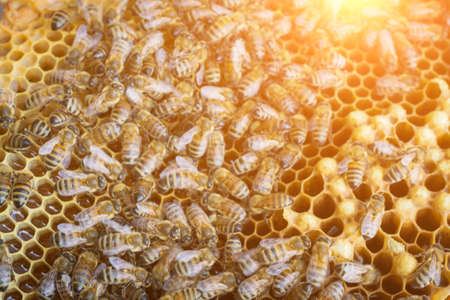Bee hives of a beekeeper in the care of bees with honeycombs and honey bees