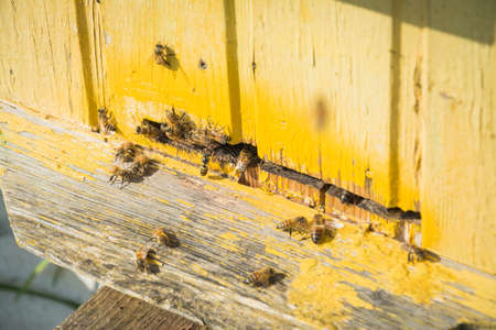 Beekeeping, beekeeper at work, bees in flight, teamwork conceptの写真素材